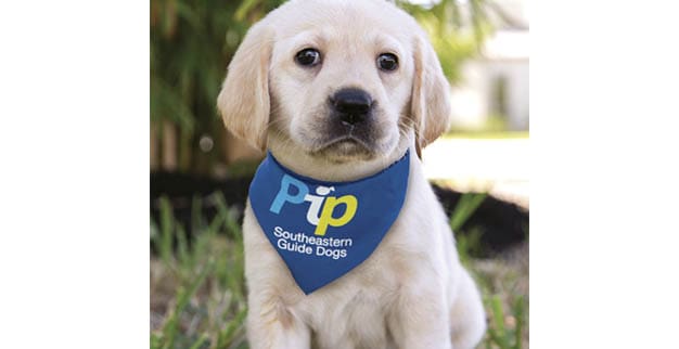 perro guia pip